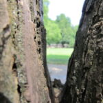 Bild von einer Lücke in einem Baumstamm