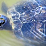 Schildkröte im Wasser